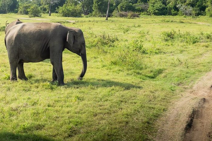 Yala/Uadawalawe Safari